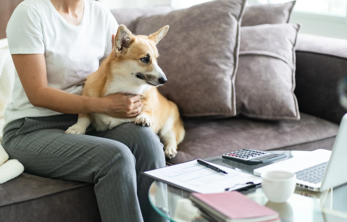 What is the average cost of caring for a pet?